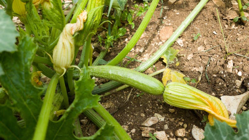Pianta dello zucchini sul fiore verde fresco del suolo immagini stock libere da diritti Pianta dello zucchini sul fiore verde fresco del suolo immagini stock libere da diritti