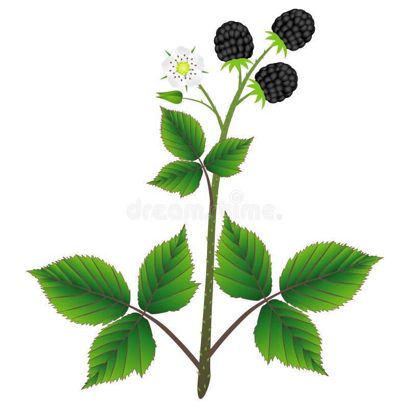Pianta di Blackberry con le foglie, bacche e fiore, isolati su fondo bianco illustrazione vettoriale Pianta di Blackberry con le foglie, bacche e fiore, isolati su fondo bianco illustrazione vettoriale