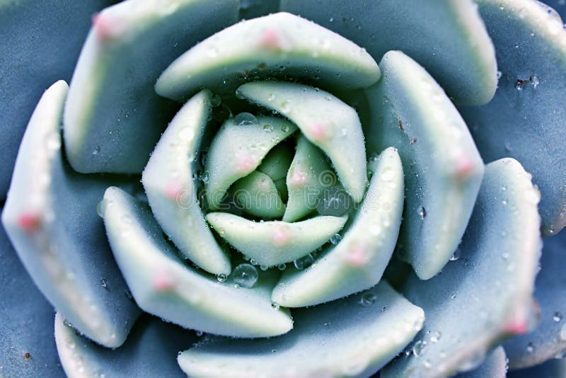 Pianta di cactus con macrosucculento echeveria elegans rosetti con foglie spesse erette echeveria apus a forma di rosa petals fami fotografie stock libere da diritti