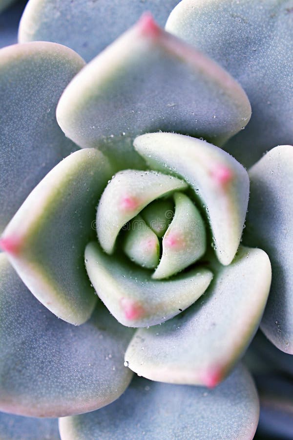 Pianta di cactus con macrosucculento echeveria elegans rosetti con foglie spesse erette echeveria apus a forma di rosa petals fami immagine stock