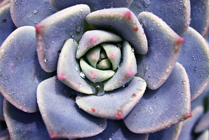 Pianta di cactus con macrosucculento echeveria elegans rosetti con foglie spesse erette echeveria apus a forma di rosa petals fami fotografie stock libere da diritti