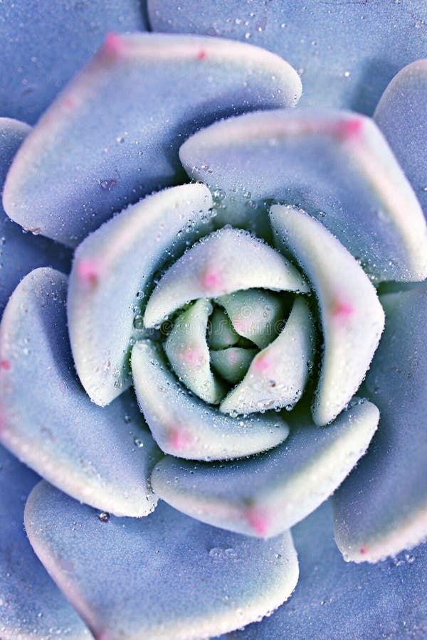 Pianta di cactus con macrosucculento echeveria elegans rosetti con foglie spesse erette echeveria apus a forma di rosa petals fami fotografia stock