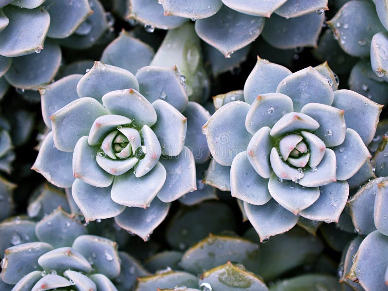 Pianta di cactus con macrosucculenza echeveria elegans rosetti con foglie spesse echeveria apus immagine stock