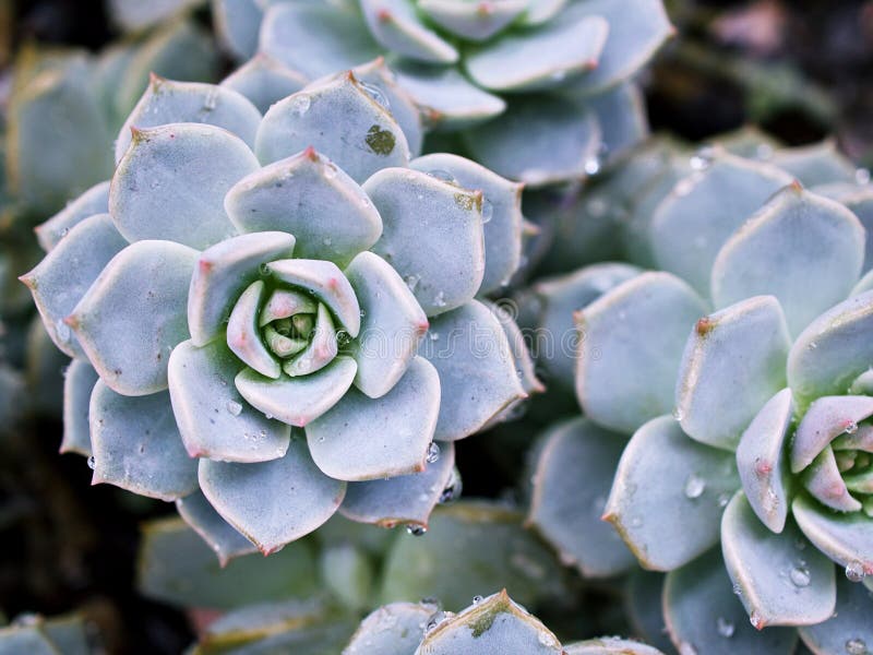 Pianta di cactus con macrosucculenza echeveria elegans rosetti con foglie spesse echeveria apus fotografia stock libera da diritti