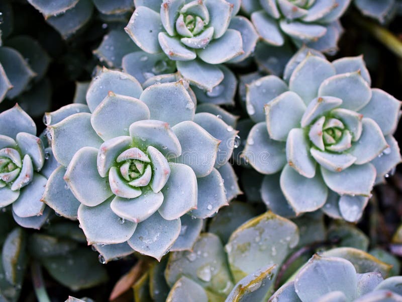 Pianta di cactus con macrosucculenza echeveria elegans rosetti con foglie spesse echeveria apus fotografia stock libera da diritti