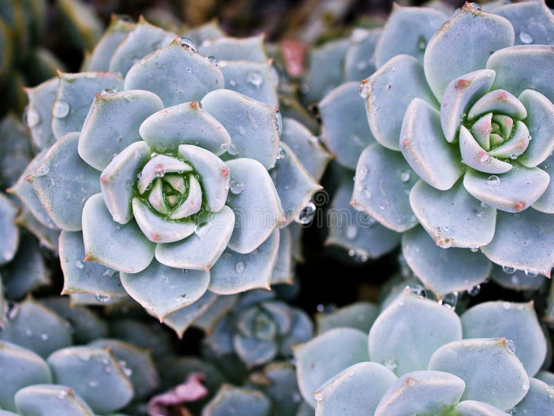 Pianta di cactus con macrosucculenza echeveria elegans rosetti con foglie spesse echeveria apus fotografia stock