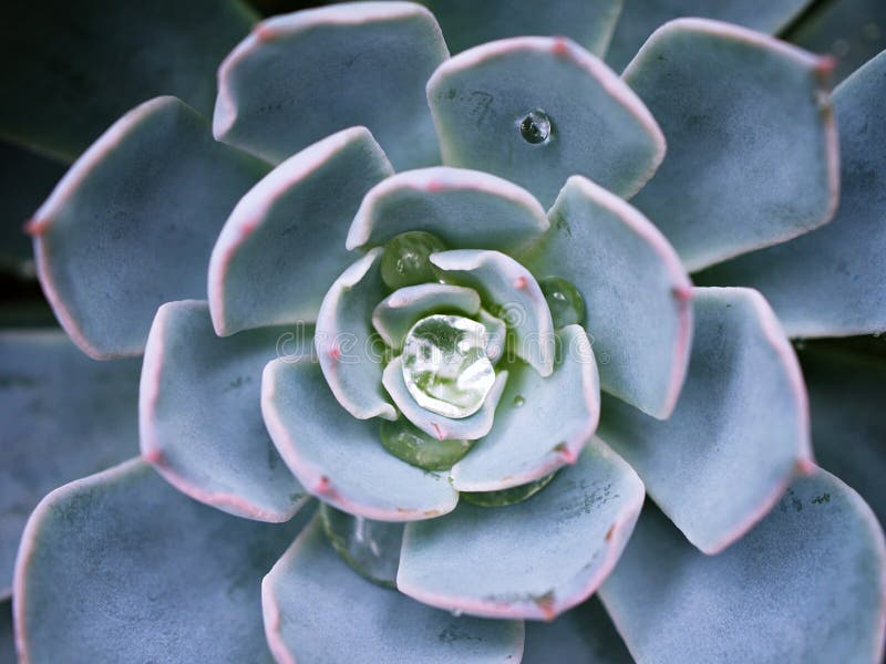 Pianta di cactus con macrosucculenza echeveria elegans rosetti con foglie spesse echeveria apus fotografia stock