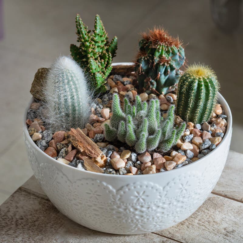 Pianta Di Cactus Del Terrario Nella Pentola Di Ceramica Immagine Stock -  Immagine di ciotola, verde: 191632633