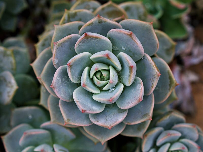 Pianta di cactus macrosucculento echeveria elegans rosetti con foglie di cavallo di razza echeveria petali di rosa a forma di aapu immagine stock