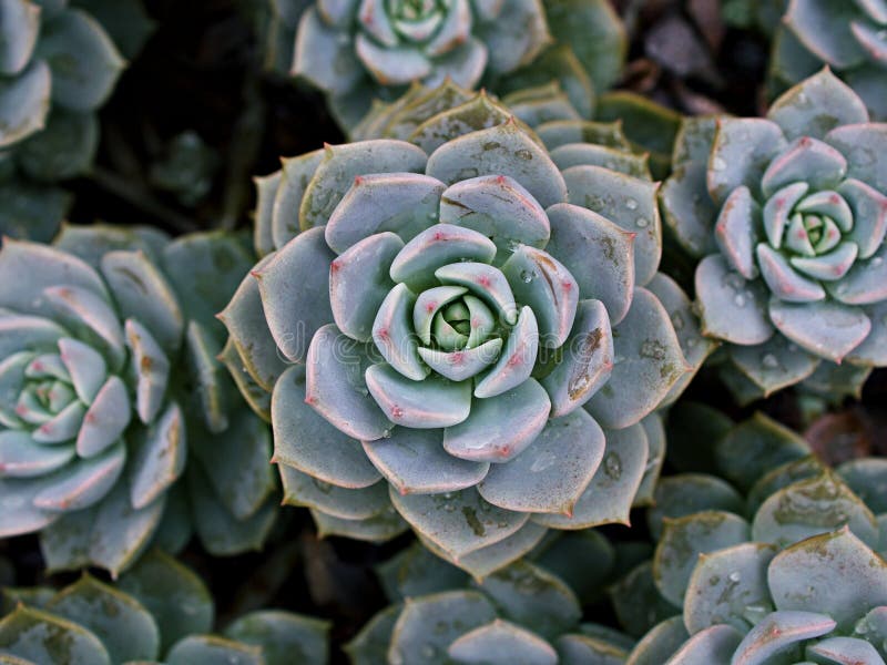 Pianta di cactus macrosucculento echeveria elegans rosetti con foglie di cavallo di razza echeveria petali di rosa a forma di aapu fotografia stock libera da diritti