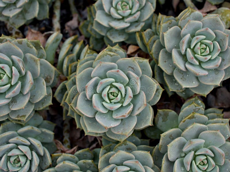 Pianta di cactus macrosucculento echeveria elegans rosetti con foglie di cavallo di razza echeveria petali di rosa a forma di aapu immagine stock libera da diritti