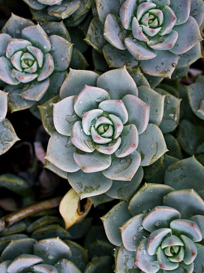 Pianta di cactus macrosucculento echeveria elegans rosetti con foglie di cavallo di razza echeveria petali di rosa a forma di aapu immagini stock libere da diritti