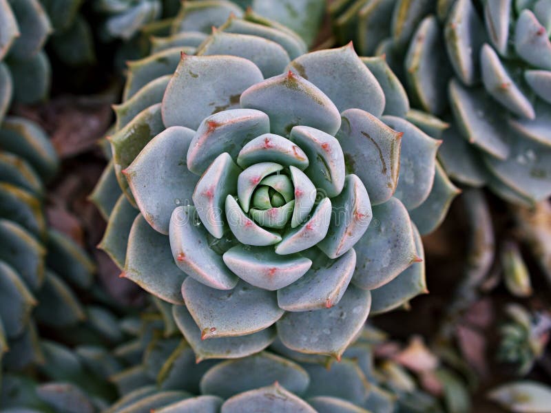 Pianta di cactus macrosucculento echeveria elegans rosetti con foglie di cavallo di razza echeveria petali di rosa a forma di aapu fotografia stock