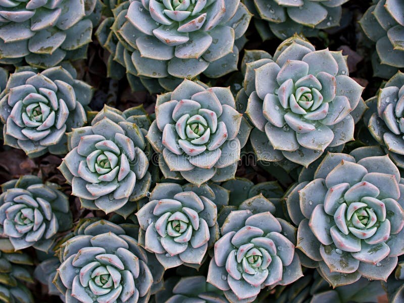 Pianta di cactus macrosucculento echeveria elegans rosetti con foglie di cavallo di razza echeveria petali di rosa a forma di aapu fotografie stock