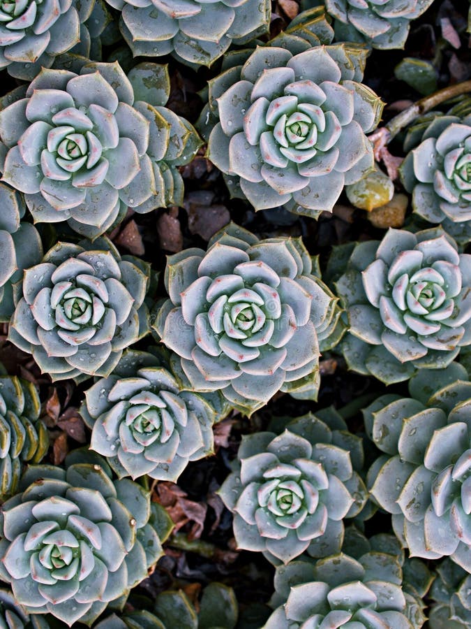 Pianta di cactus macrosucculento echeveria elegans rosetti con foglie di cavallo di razza echeveria petali di rosa a forma di aapu immagine stock libera da diritti