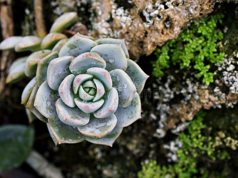 Pianta di cactus macrosucculento echeveria elegans rosetti con foglie di cavallo di razza echeveria petali di rosa a forma di apus fotografie stock