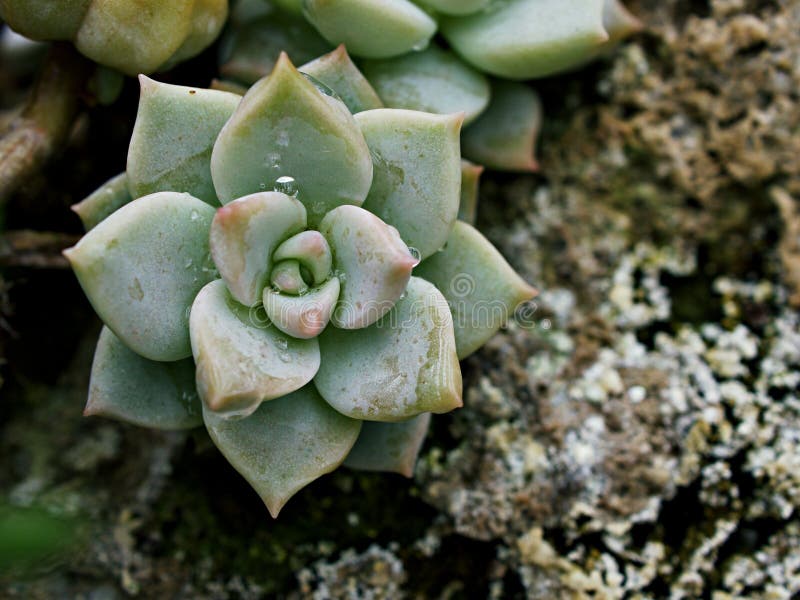 Pianta di cactus macrosucculento echeveria elegans rosetti con foglie di cavallo di razza echeveria petali di rosa a forma di apus fotografia stock libera da diritti