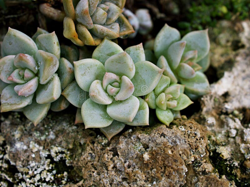 Pianta di cactus macrosucculento echeveria elegans rosetti con foglie di cavallo di razza echeveria petali di rosa a forma di apus immagini stock libere da diritti