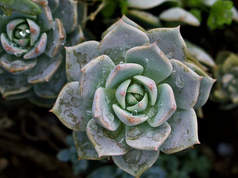 Pianta di cactus macrosucculento echeveria elegans rosetti con foglie di cavallo di razza echeveria petali di rosa a forma di apus fotografie stock