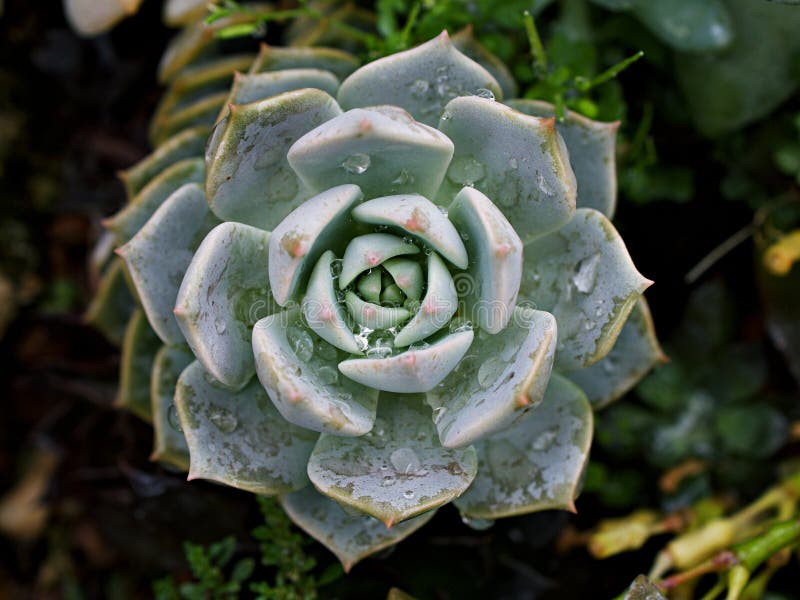 Pianta di cactus macrosucculento echeveria elegans rosetti con foglie di cavallo di razza echeveria petali di rosa a forma di apus immagini stock