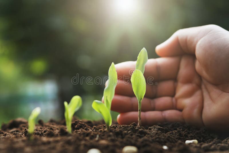 pianta di cereale di protezione della mano giovane in azienda agricola Comcept di agricoltura