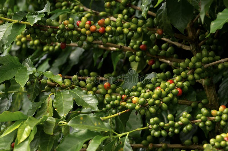 Pianta di Coffe immagini stock libere da diritti Pianta di Coffe immagini stock libere da diritti
