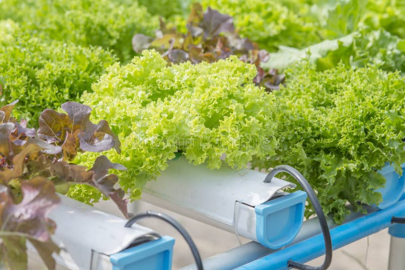 Verdure Di Coltura Idroponica: Piantatura Della Verdura Senza Suolo