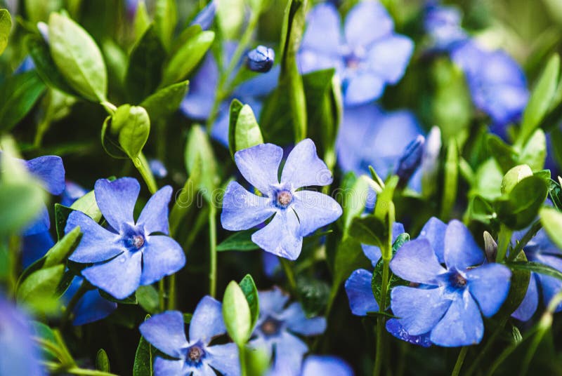 Pianta di copertura di pervinca minore comune periwinkle myrtle macinato con fiori blu immagine stock libera da diritti