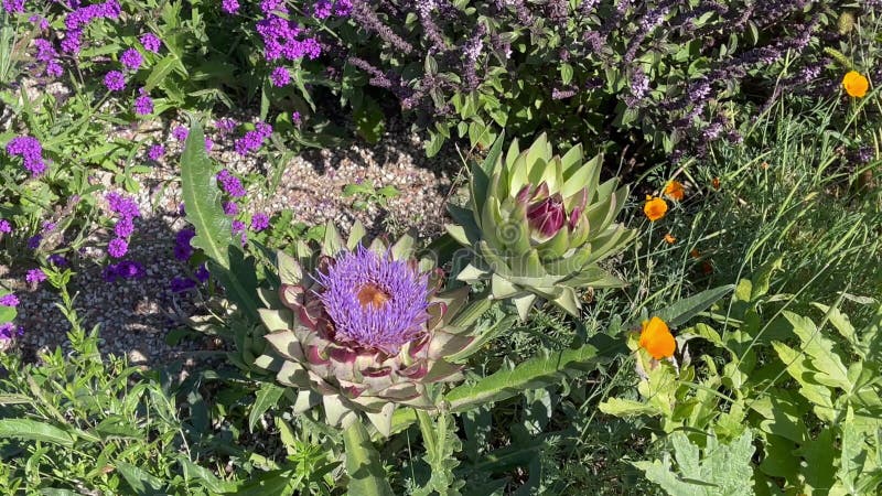 Pianta di fiori di carciofo. fiore grosso e viola