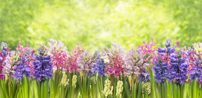 Pianta di fioritura dei fiori dei giacinti della molla in giardino fotografia stock libera da diritti