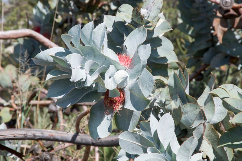 Pianta Di Eucalyptus Cinerea In Vaso - Eucalipto Ornamentale, Altezza 30cm, Vaso 17cm, Da Esterno - Foto 4
