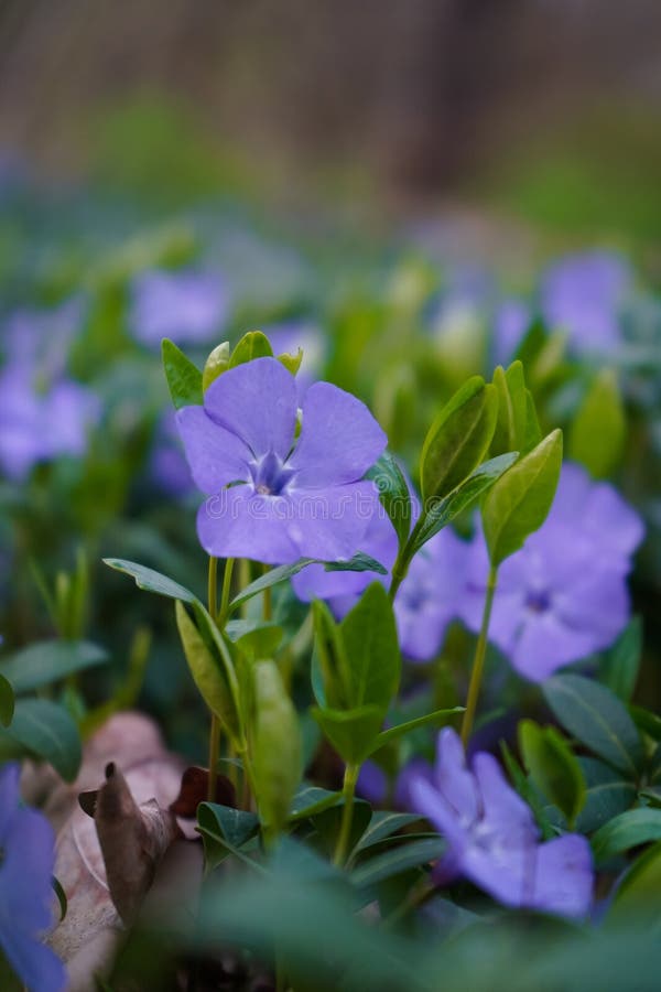 Pianta di fioritura di periwinkle. fiori precoci. fiori ornamentali di vinca minore periwinkle in fiore. fotografia stock