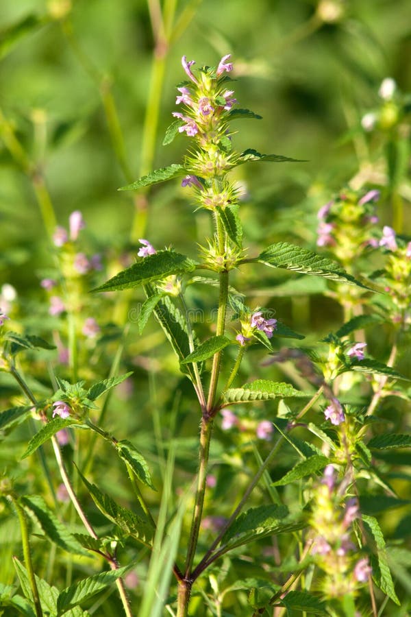 Pianta di Lamium morta di ortica nel prato fotografia stock libera da diritti Pianta di Lamium morta di ortica nel prato fotografia stock libera da diritti