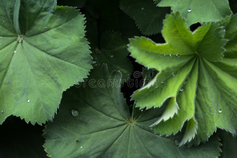 Pianta di Mollis dell'alchimilla con le foglie verdi e le goccioline di acqua fotografia stock Pianta di Mollis dell'alchimilla con le foglie verdi e le goccioline di acqua fotografia stock