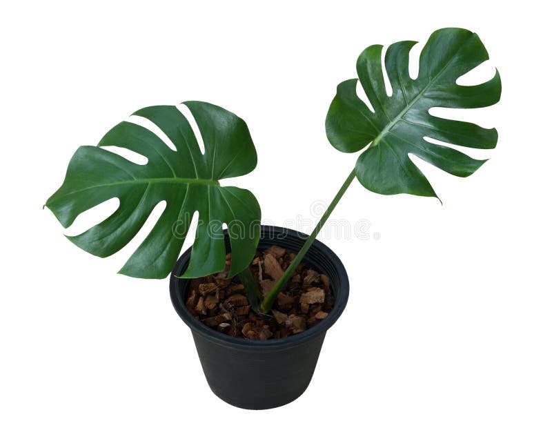 Green leaves Monstera plant in black plastic pot isolated on white background, clipping path. Green leaves Monstera plant in black plastic pot isolated on white background, clipping path