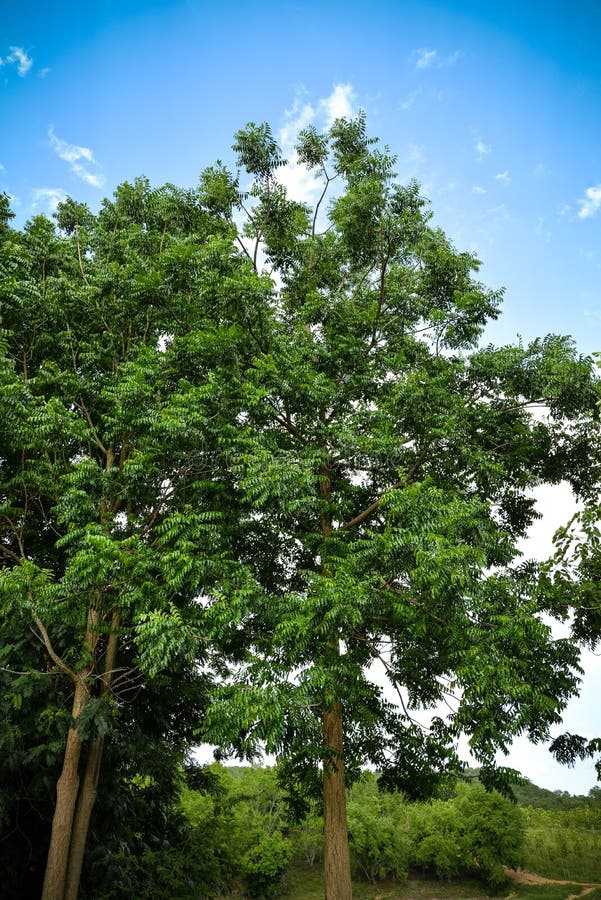 Pianta di Neem fotografie stock libere da diritti Pianta di Neem fotografie stock libere da diritti