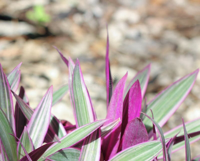 Pianta di ostrica (spathacea 'nano' di tradescantia) immagine stock Pianta di ostrica (spathacea 'nano' di tradescantia) immagine stock