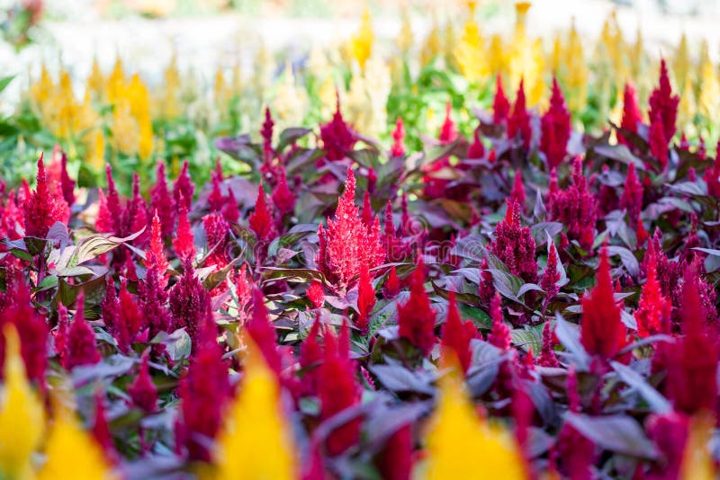 Palma Cocos Plumosa 2,5 MT | Pianta Tropicale Sudamericana | Palma Da Frutto Sempreverde - Foto 9