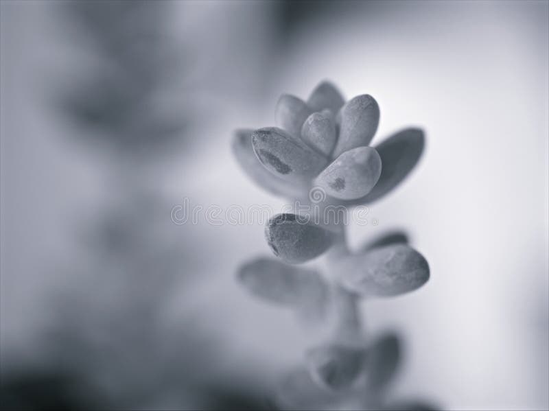 Pianta di rinforzo macrosucculenta di rosticceria sedum morganianum pianta a immagine bianca e nera e di fondo sfuocato vi fotografia stock libera da diritti