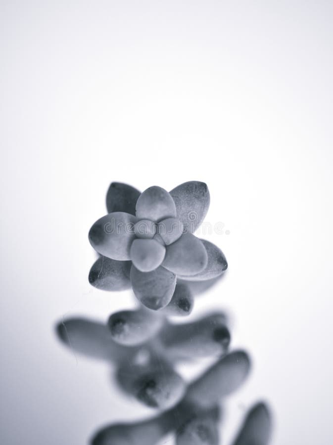 Pianta di rinforzo macrosucculenta di rosticceria sedum morganianum pianta a immagine bianca e nera e di fondo sfuocato vi fotografie stock libere da diritti