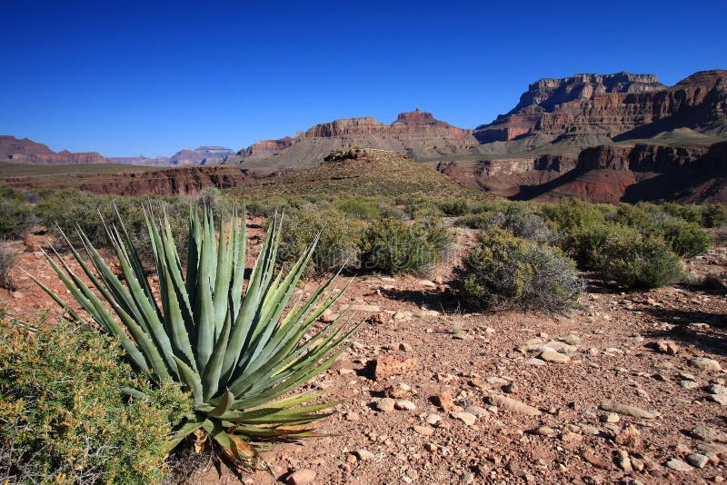 Pianta di secolo sulla traccia di Tonto in Grand Canyon