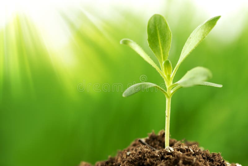 Pianta giovane che cresce in sole fotografia stock Pianta giovane che cresce in sole fotografia stock