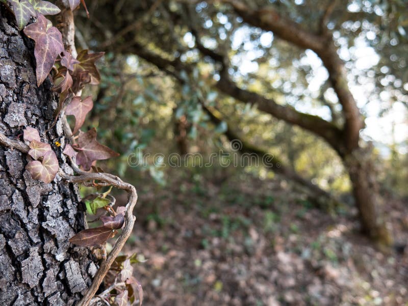 Pianta impigliata in albero, misterioso e bello immagini stock libere da diritti Pianta impigliata in albero, misterioso e bello immagini stock libere da diritti