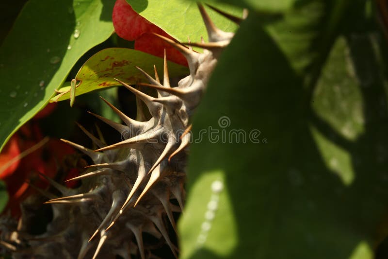 Pianta macravulente fotografia stock