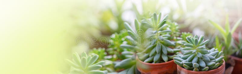 Pianta macrosucculenta immagine stock