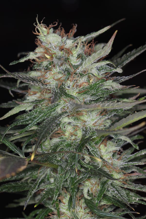 Pianta medica di fioritura crescente dell'interno della cannabis del fiore della marijuana fotografie stock libere da diritti Pianta medica di fioritura crescente dell'interno della cannabis del fiore della marijuana fotografie stock libere da diritti