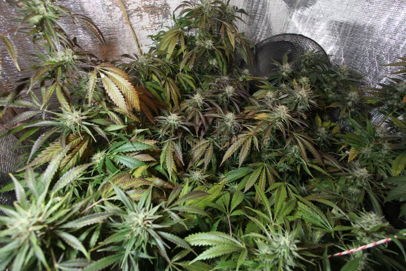 Pianta medica di fioritura crescente dell'interno della cannabis del fiore della marijuana immagine stock Pianta medica di fioritura crescente dell'interno della cannabis del fiore della marijuana immagine stock