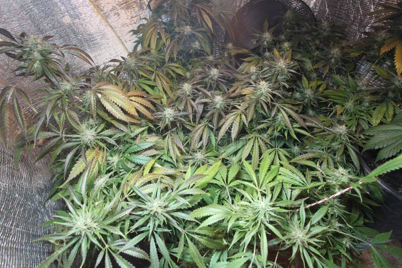 Pianta medica di fioritura crescente dell'interno della cannabis del fiore della marijuana immagini stock libere da diritti Pianta medica di fioritura crescente dell'interno della cannabis del fiore della marijuana immagini stock libere da diritti