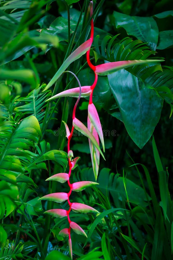 Pianta rosa di Heliconia Rostrata anche conosciuta come l'uccello di Paradise falso nei giardini botanici di Singapore immagine stock Pianta rosa di Heliconia Rostrata anche conosciuta come l'uccello di Paradise falso nei giardini botanici di Singapore immagine stock