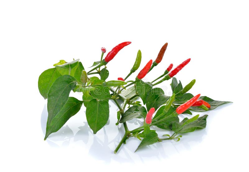 Pianta rovente del peperoncino con le foglie su fondo bianco fotografia stock Pianta rovente del peperoncino con le foglie su fondo bianco fotografia stock